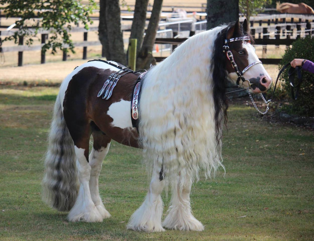 gypsy cob For Sale
